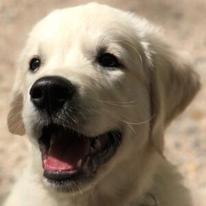 Pup Charlie
